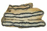 Mammoth Molar Slice With Case - South Carolina #337724-1